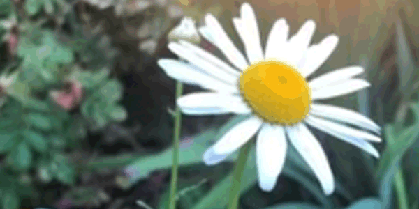 Gardening and Metta Practice
