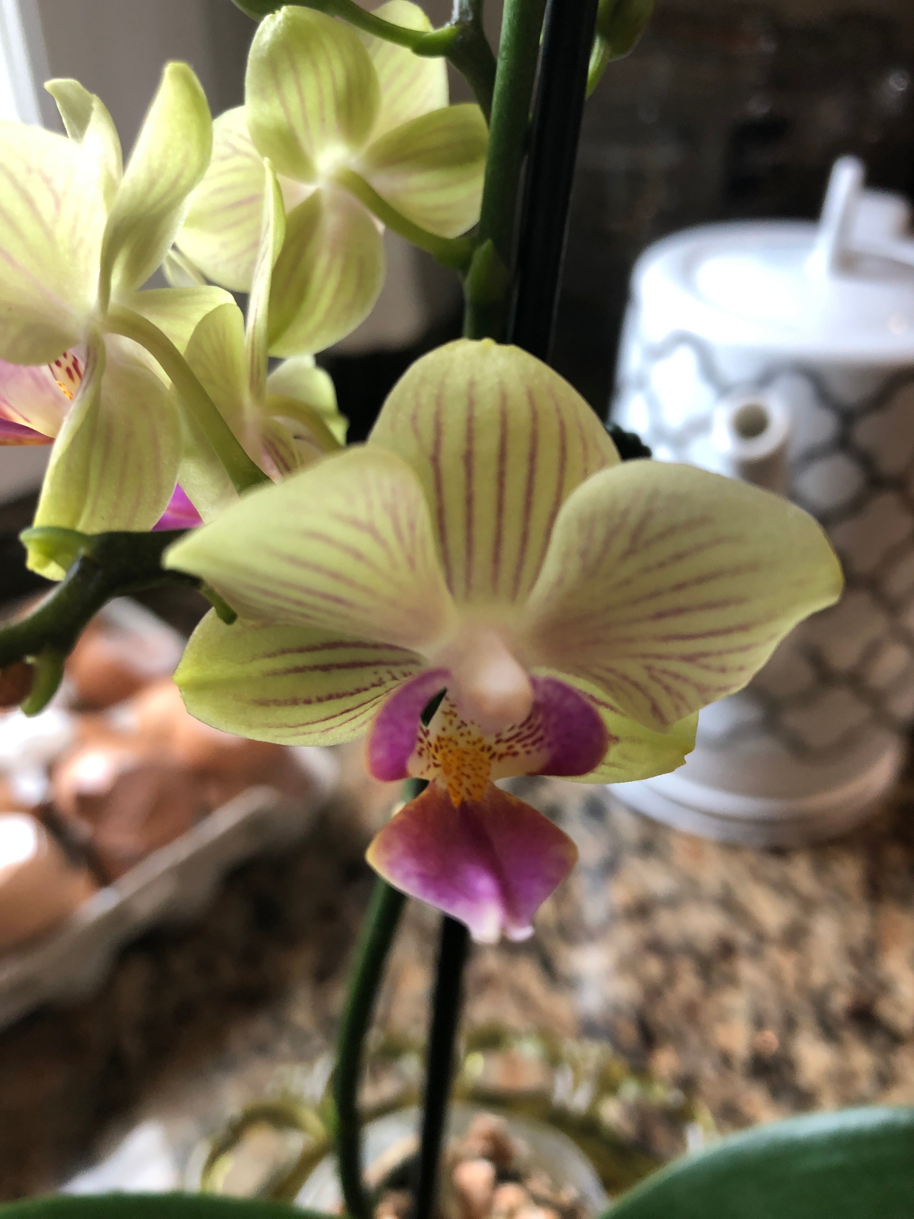 Orchid Rescue! (Mini Phalaenopsis)