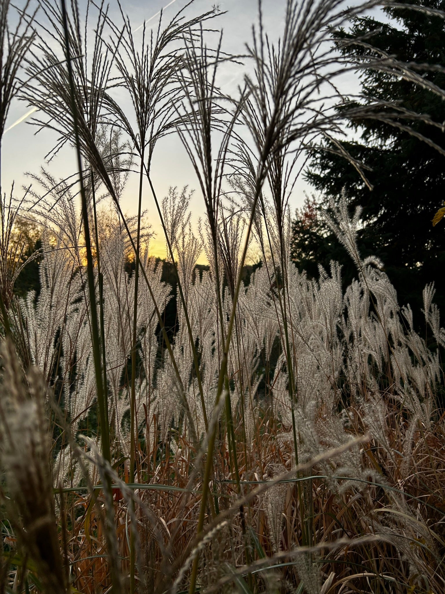 Autumn Rituals for the Gardener