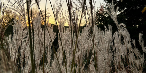 Autumn Rituals for the Gardener