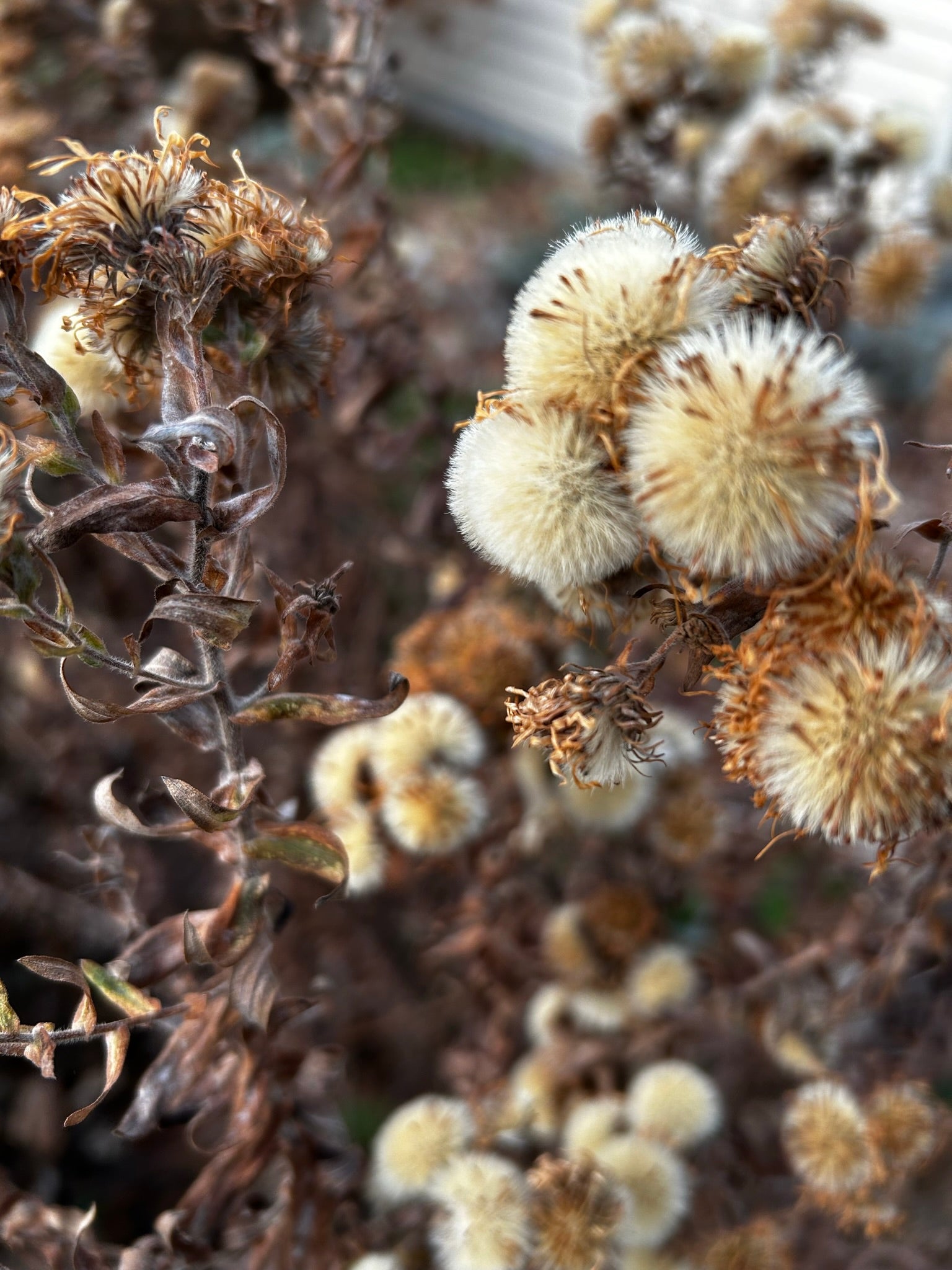 The Importance of Being a Lackadaisical Gardener