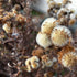 The Importance of Being a Lackadaisical Gardener
