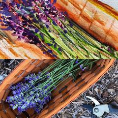 Winter Herbs
