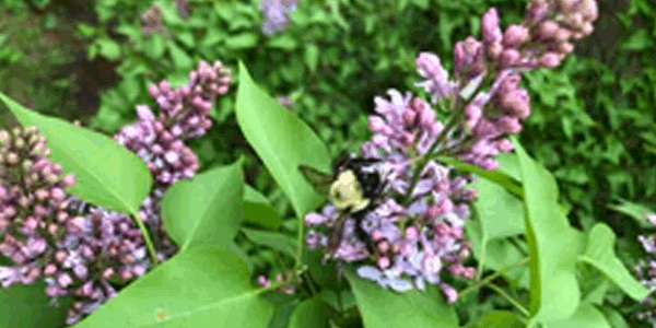 Unexpected Herbal Teas from in and around the Garden