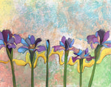 Dutch Iris