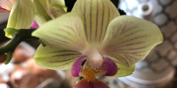 Orchid Rescue! (Mini Phalaenopsis)