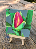 Peony Bud. Miniature painting measuring 4 inches x 4 inches